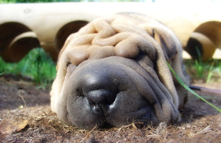 Een levenstestament voor deze hond?